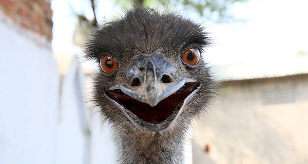 emu-smile.jpg