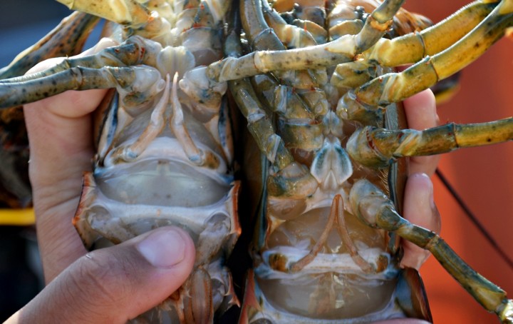 male-vs-female-lobster-720x454.jpg