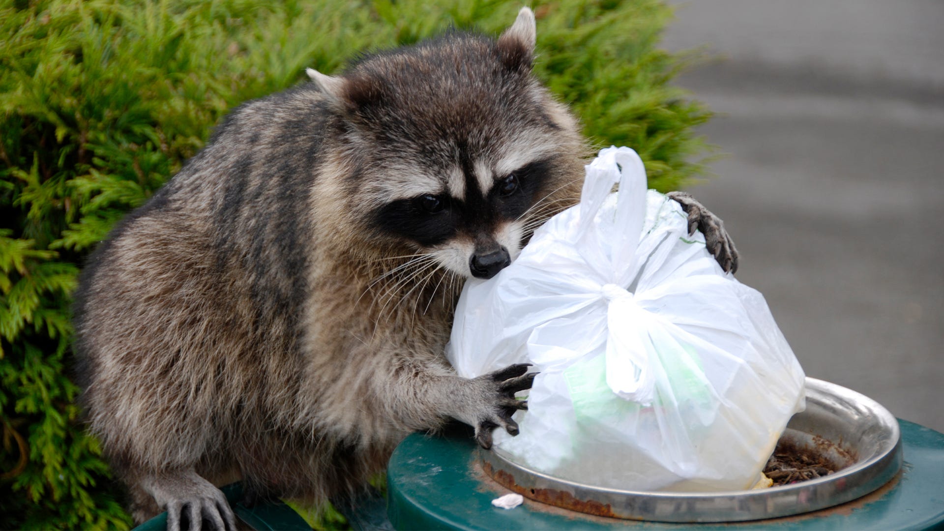 How-to-Keep-Raccoons-out-of-my-trash.jpg
