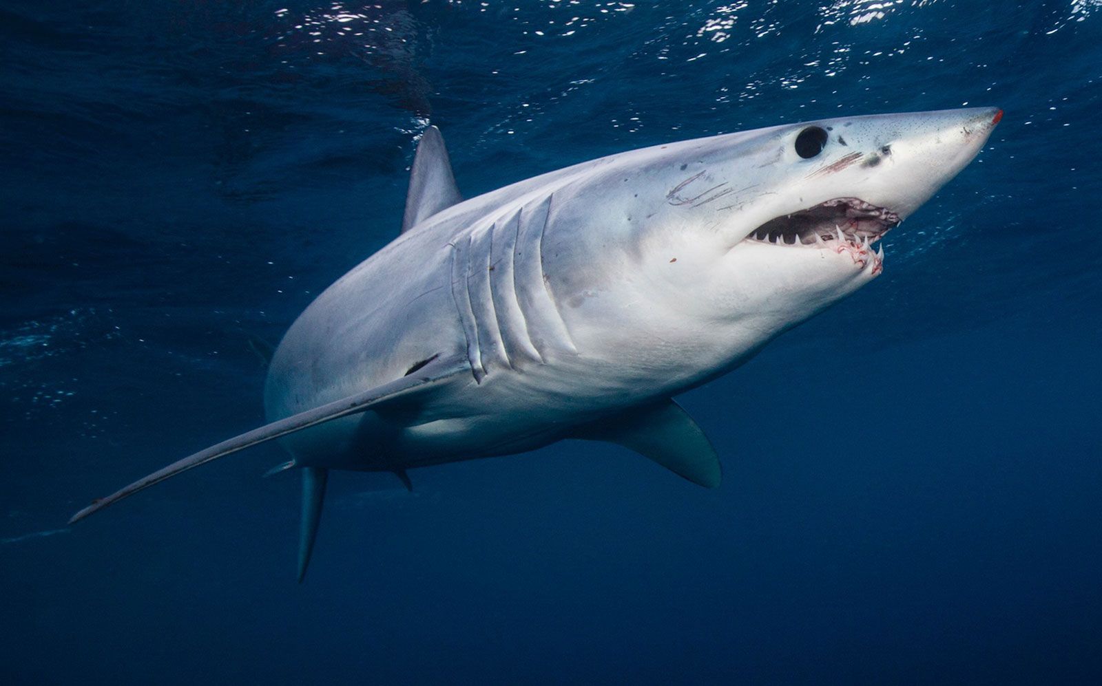 Shortfin-mako-shark-seas.jpg