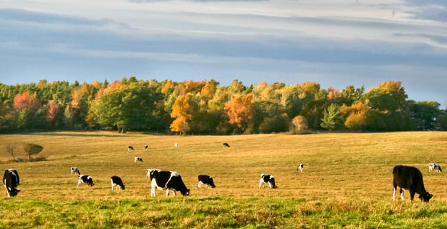 Finger-Lakes-cow-pasture.jpg