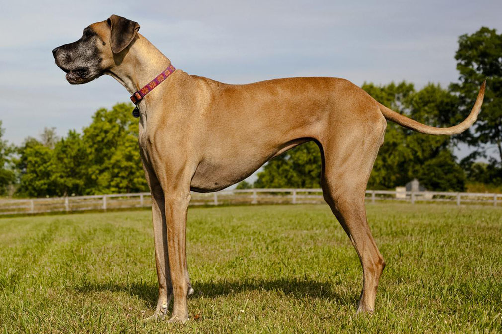 Great-Dane.jpg