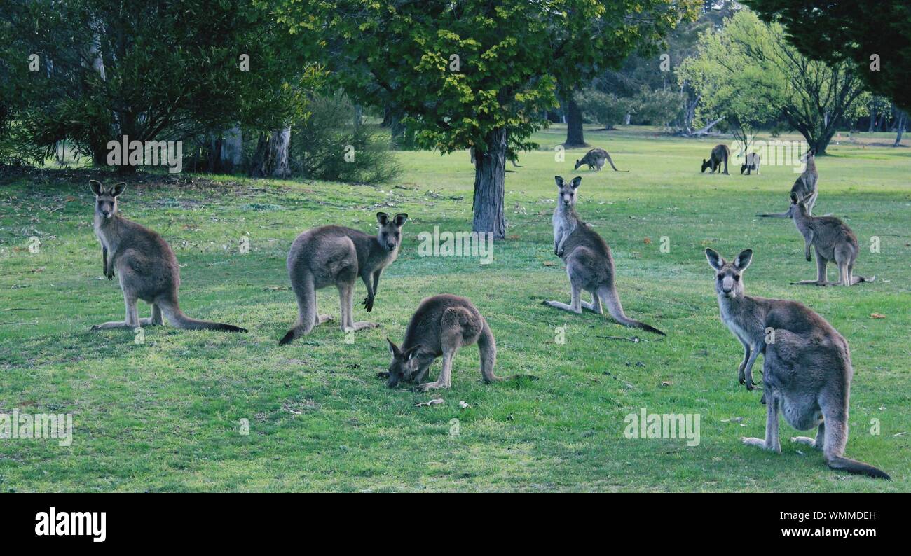 large-group-of-kangaroos-on-field-WMMDEH.jpg