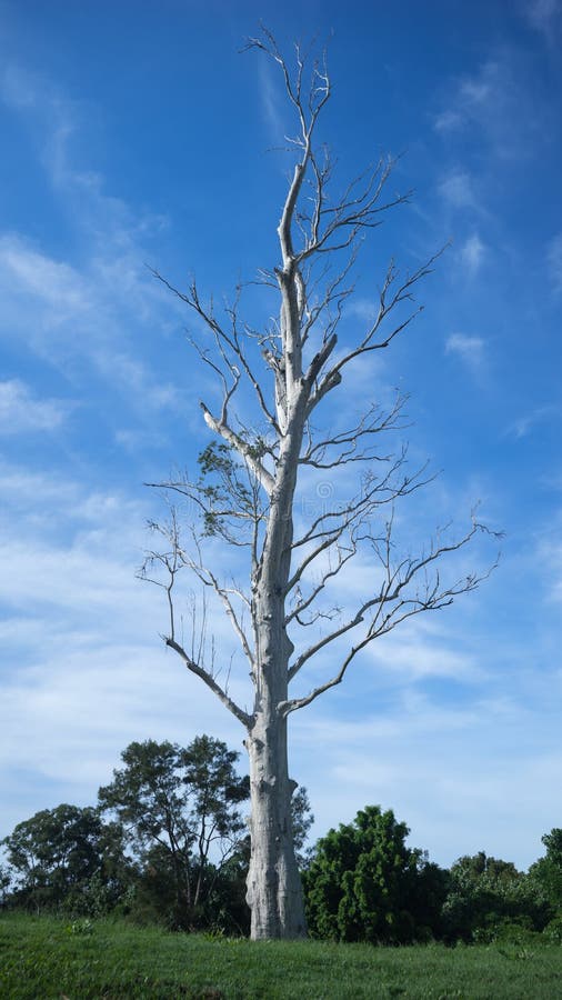 dead-tree-tall-portrait-view-blue-sky-background-57002950.jpg